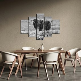 Obraz - Škótske kravy (150x105 cm)