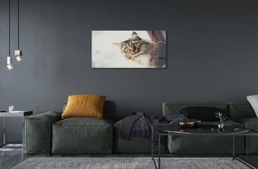 Sklenený obraz Mainská mývalia mačka 140x70 cm