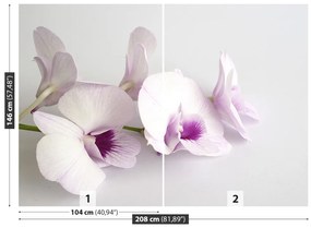 Fototapeta Vliesová Biele orchidey 104x70 cm