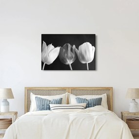Obraz - Čiernobiele kvety tulipánov (90x60 cm)