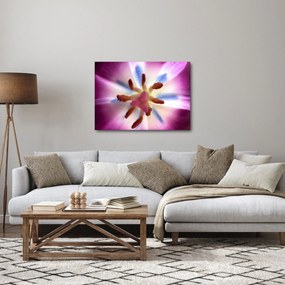 Obraz - Kvet tulipánu v detailu (70x50 cm)