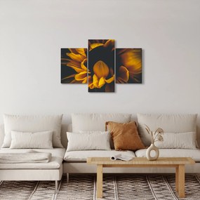 Obraz - Slnečnica v čiernom pozadí (90x60 cm)