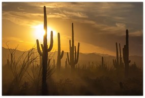 Obraz - Kaktusy Saguaro (90x60 cm)