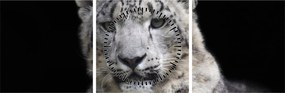 Obraz - Leopard snežný (s hodinami) (90x30 cm)