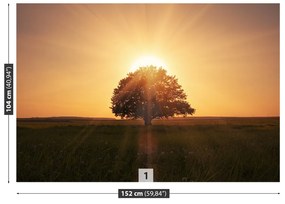 Fototapeta Vliesová Strom východ slnka 250x104 cm