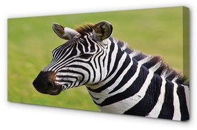 Obraz na plátne zebra 120x60 cm