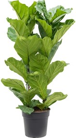 Ficus lyrata Tuft Pots.30x130 cm