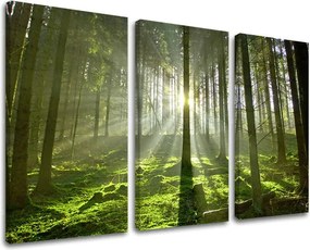 Obraz na stenu 3 dielny STROMY ST021E30