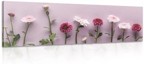Obraz kompozícia ružových chryzantém - 135x45