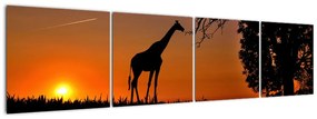 Obraz žirafy v prírode