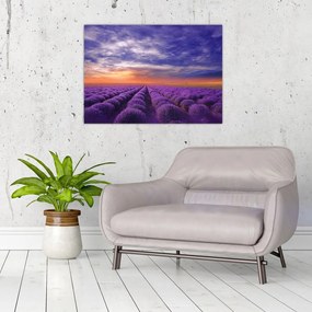 Sklenený obraz levanduľového pole (70x50 cm)