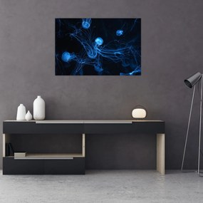 Obraz - Medúzy (90x60 cm)
