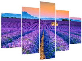 Obraz - Levanduľové pole (150x105 cm)