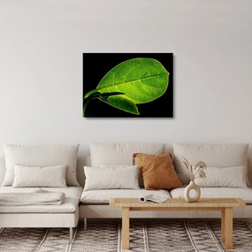 Sklenený obraz - zelený list (70x50 cm)