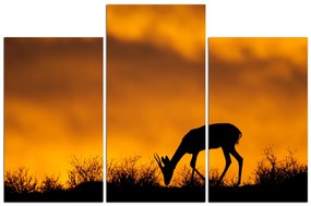Obraz na plátne - Antilopa skákavá silueta 1913C (135x90 cm)