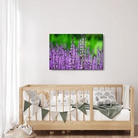 Obraz fialových lúčnych kvetov (90x60 cm)