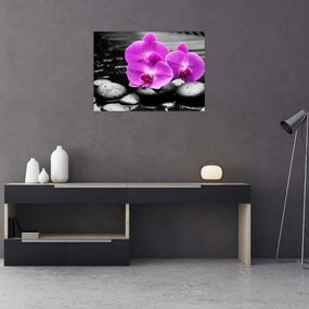 Obraz - Fialové orchidey (70x50 cm)