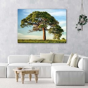 Obraz na plátně Strom Krajina Příroda - 100x70 cm