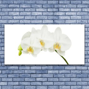 Obraz plexi Orchidea výhonky kvety príroda 120x60 cm