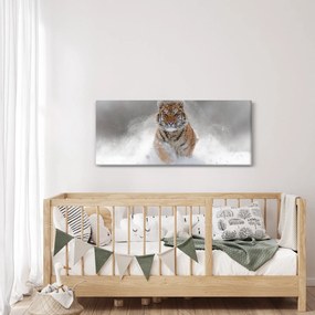 Obraz bežiaceho tigra v snehu (120x50 cm)