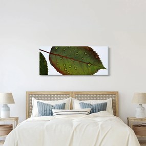 Obraz - List ruže (120x50 cm)