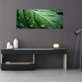 Obraz - Detail listu po daždi (120x50 cm)