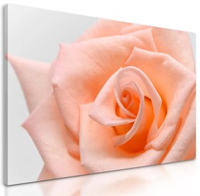 Obraz precízny detail na oranžovú ružu