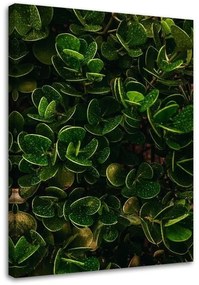 Obraz na plátně Exotické zelené listy - 40x60 cm
