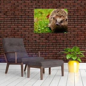 Sklenený obraz ježka (70x50 cm)