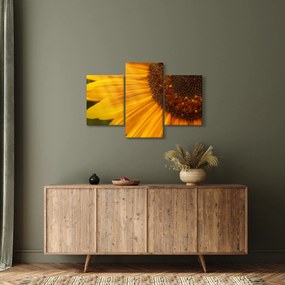 Obraz - Slnečnica (90x60 cm)