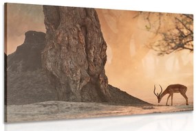Obraz africká antilopa Varianta: 120x80