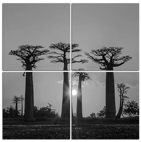 Obraz na plátne - Baobaby pri západe Slnka - štvorec. 305ČD (60x60 cm)