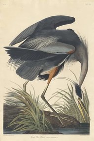 John James (after) Audubon - Obrazová reprodukcia Great blue Heron, 1834, (26.7 x 40 cm)