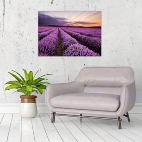 Obraz - Levanduľové pole pri západe slnka (70x50 cm)