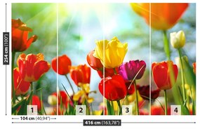 Fototapeta Vliesová Kvety tulipánov 250x104 cm