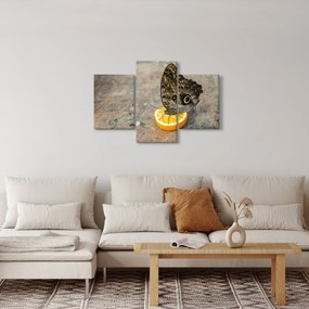 Obraz motýľa (90x60 cm)