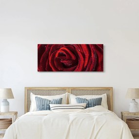 Obraz - Červená ruža s kvapkami rosy (120x50 cm)