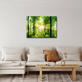 Obraz - Svitanie v lese (70x50 cm)