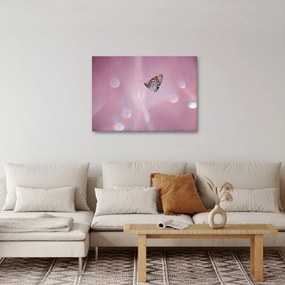 Obraz - Motýlik (70x50 cm)