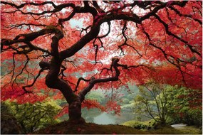 Obraz červeného japonského javora, Portland, Oregon (90x60 cm)