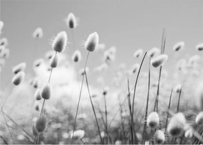 Sklenený obraz - Boho bunny tail grass (70x50 cm)