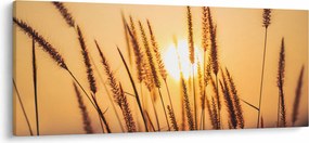 Obraz - Traviny na slnku (120x50 cm)