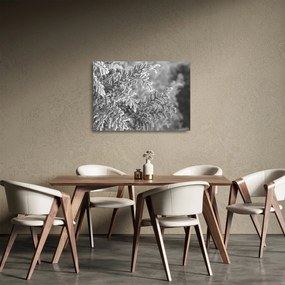 Sklenený obraz - Smrekový les (70x50 cm)