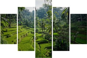 Obraz ryžových terás Tegalalang, Bali (150x105 cm)