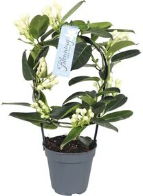 Vencovec kvetnatý FloraSelf Stephanotis floribunda výška 20 cm kvetináč Ø 7,5 cm