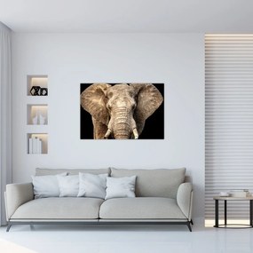 Obraz - Slon africký (90x60 cm)