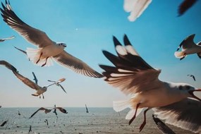 Fotografia Close-Up of Seagulls above Sea against, sakchai vongsasiripat, (40 x 26.7 cm)