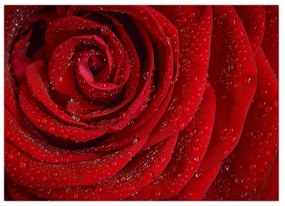 Obraz - detail ruže (70x50 cm)