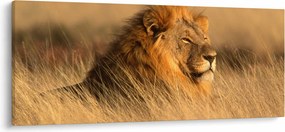 Obraz - Národný park Etosha (120x50 cm)