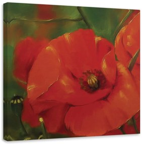 Obraz na plátně Červené máky Rostliny - 60x60 cm